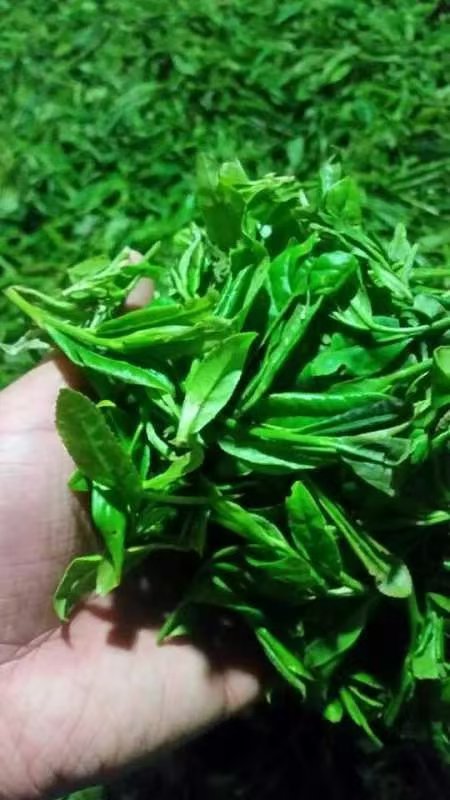 Fresh tea leaves prepared for processing