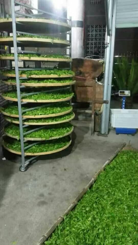 Tea leaves spread on stacked withering racks