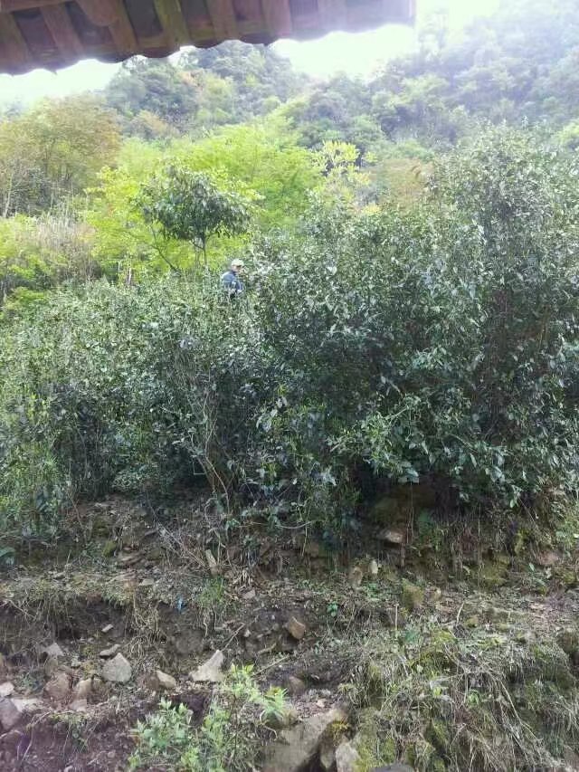 Wild tea bushes growing in the Wuyi mountain garden