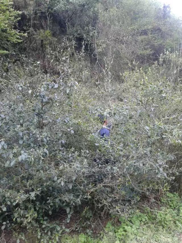 Tea bushes growing naturally on a Wuyi mountain slope