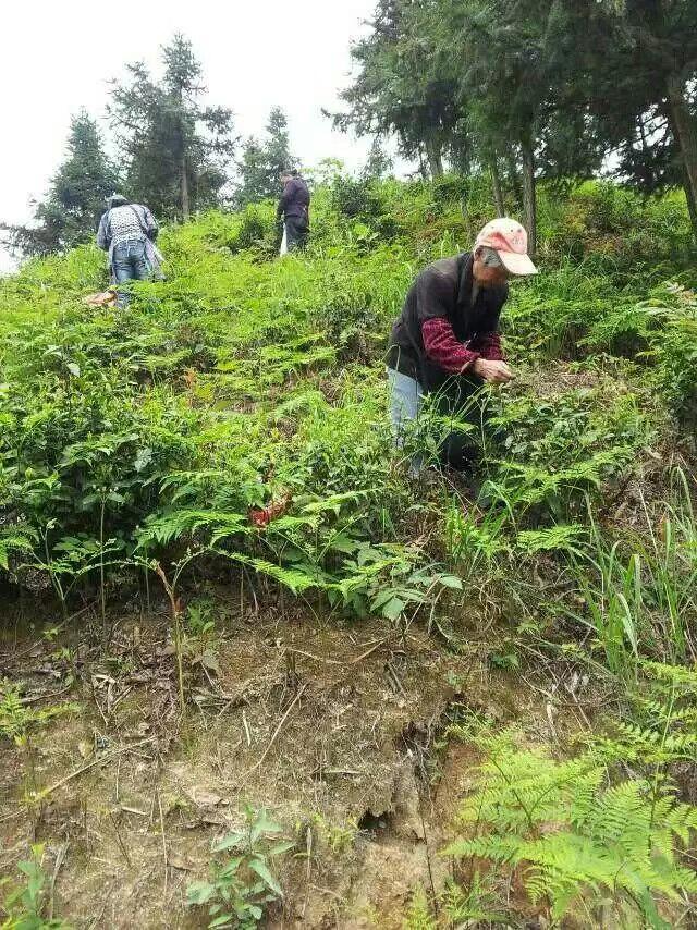 Tea pickers harvesting leaves on a Wuyi mountain hillside
