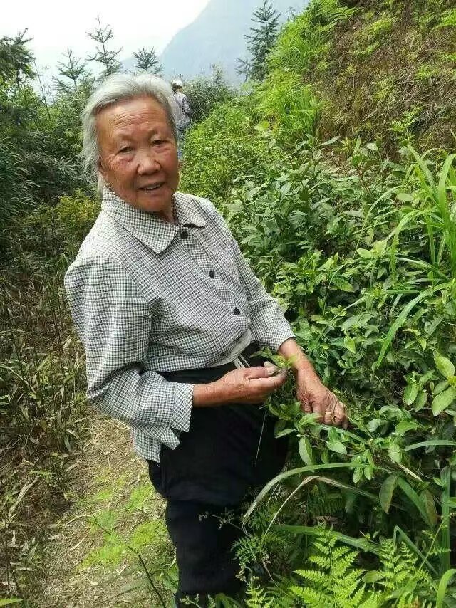 Tea workers picking leaves among mountain tea bushes